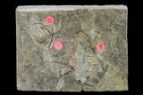 Three Species of Crinoids on One Plate - Gilmore City, Iowa #148693-1